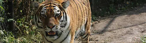 A tiger with its mouth slightly open walks along a dirt path.