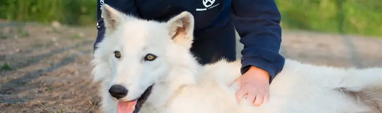 A young woman pets a wolf pup at a wildlife park.