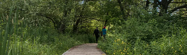 Zwei Personen gehen auf einem Holzsteg an Bäumen vorbei.