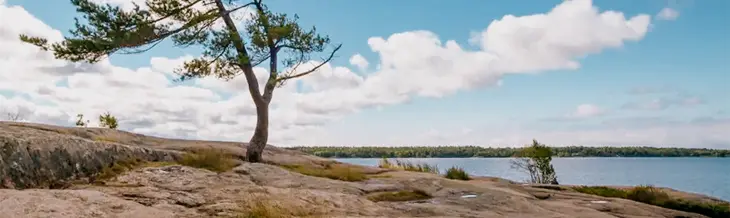  온타리오 주 킬베어 주립공원의 해안선 옆 울퉁불퉁한 바위 위로 기울어진 바람에 휘날리는 소나무.