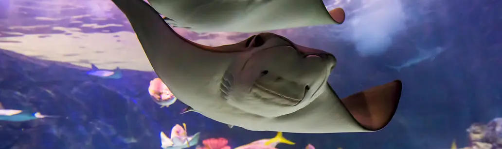 캐나다 리플리 수족관에서 가오리가 다른 다양한 물고기와 함께 가까이서 수영하는 모습입니다.