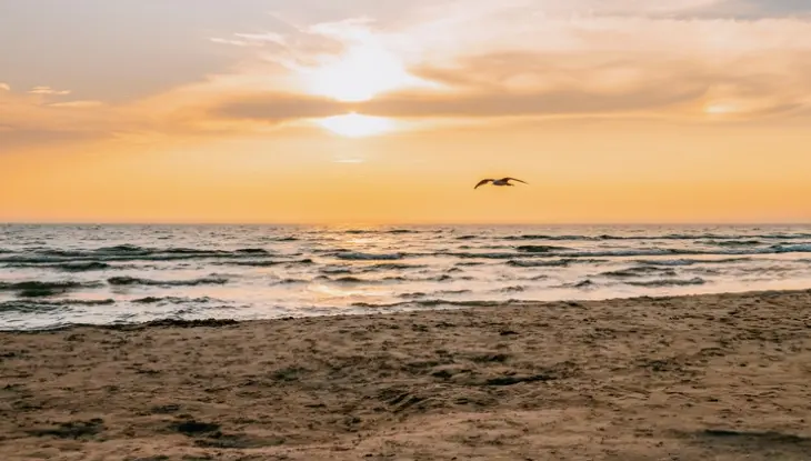 A seagull in the sky on an empty beach.