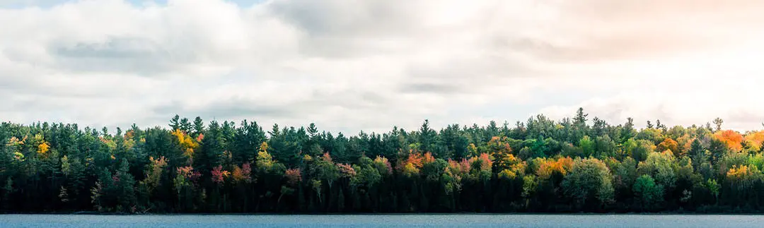 Big white clouds above a colourful forest