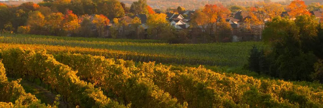 A vineyard with some homes in the background