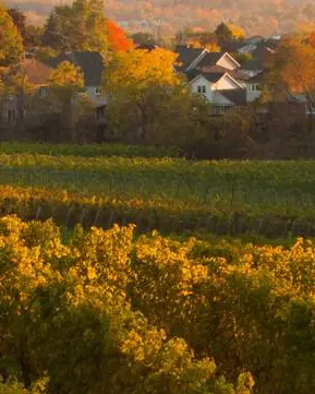 A vineyard with some homes in the background
