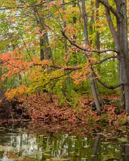 Herbstlaub an einem Fluss