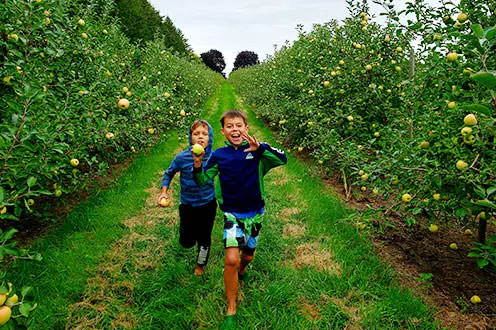 Dos jóvenes emocionados corriendo por las hileras de un huerto de manzanos.