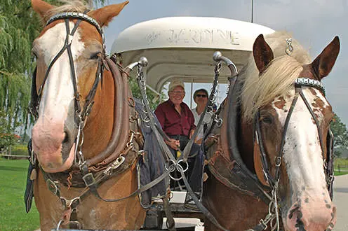 An older couple in a covered horse drawn carriage pulled by two horses. 