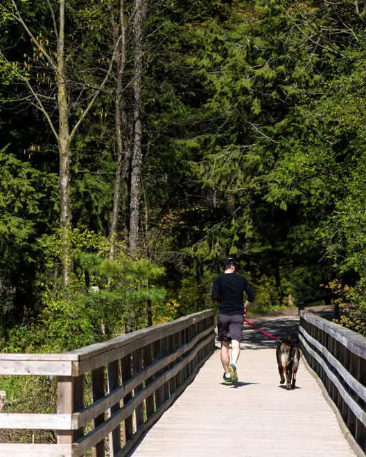 Un homme et un chien traversant un vieux pont de planches au-dessus d'une voie navigable en direction d'un boisé.