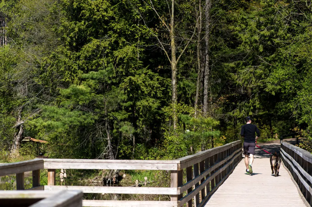 遠い森に向かって水路に渡って古いボードブリッジを渡る犬を持つ男