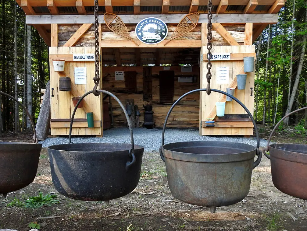 Cuatro ollas grandes de jarabe de arce cuelgan frente a una choza de azúcar