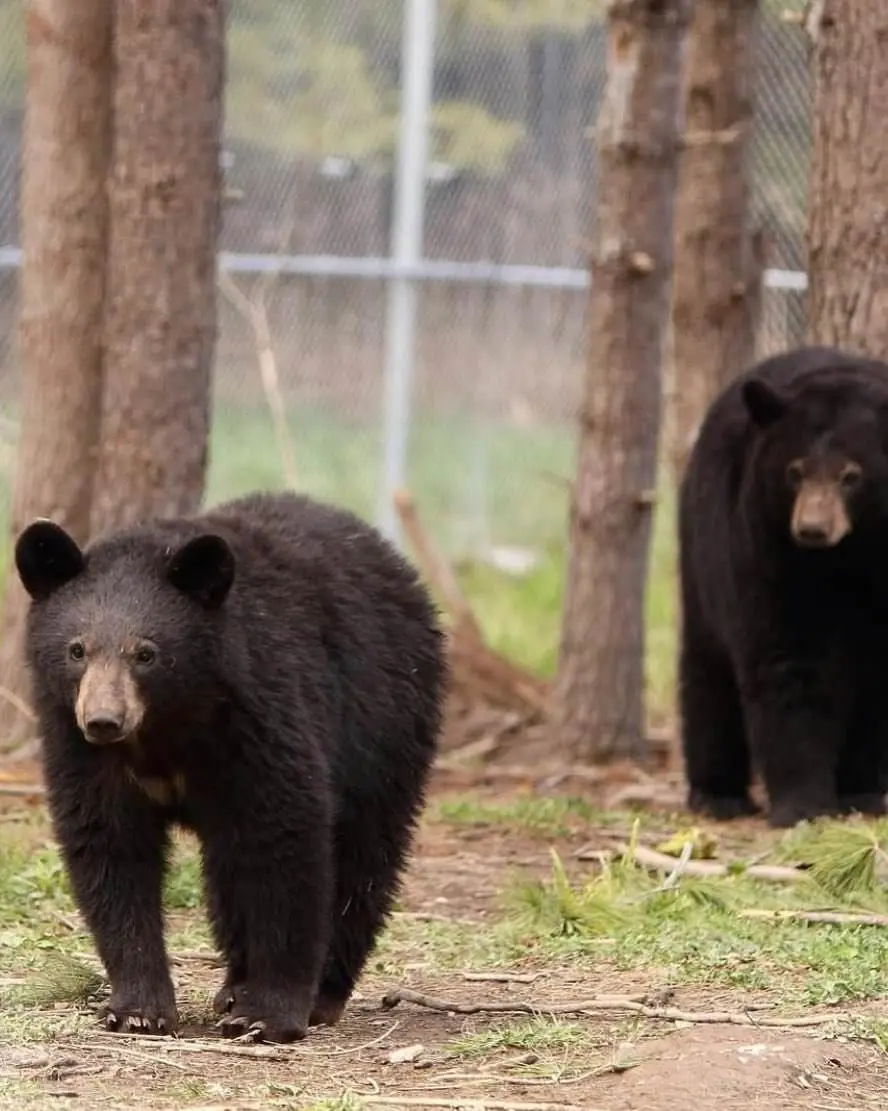 A bear cub walking in front of a mama bear through a wooden fenced in area