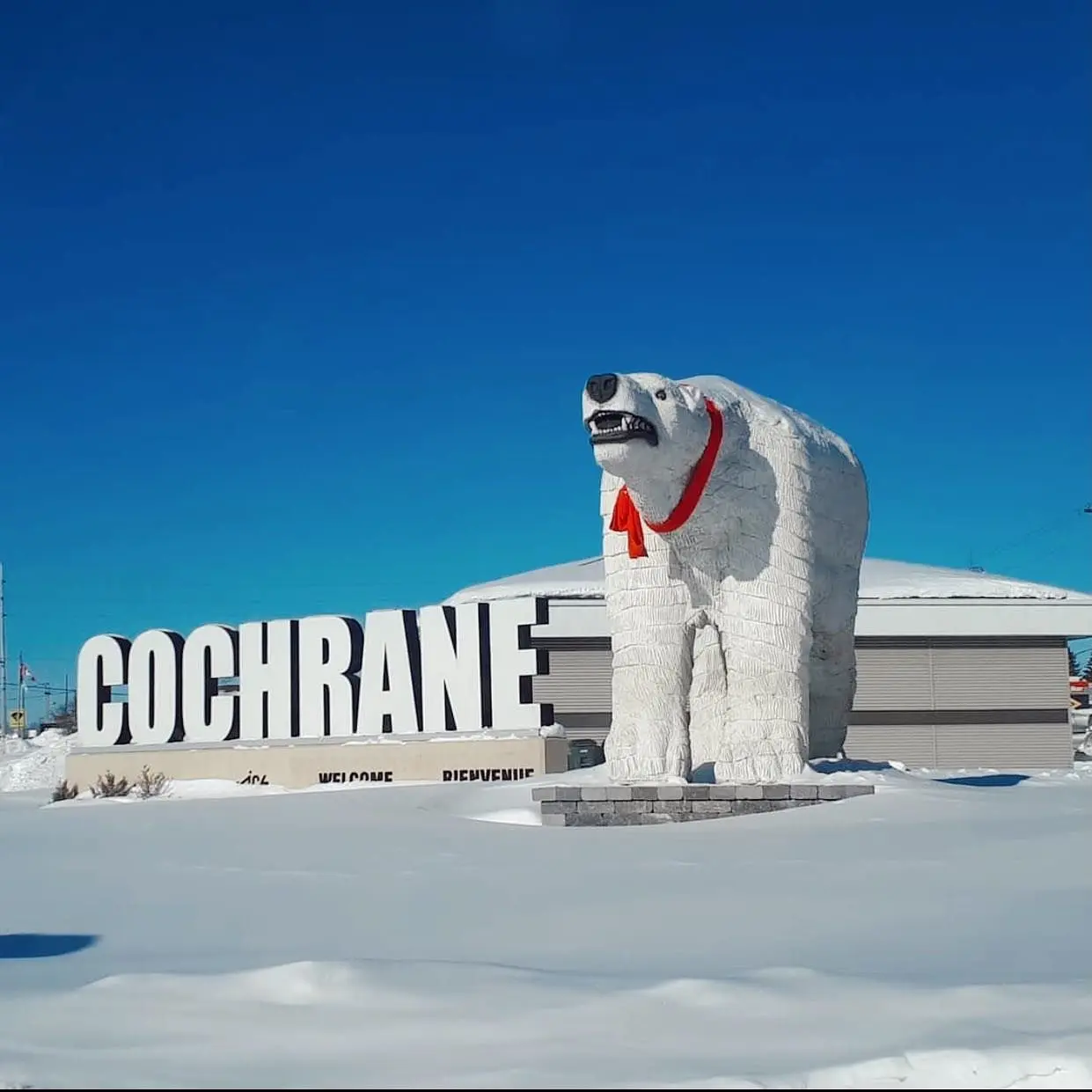 Una estatua del oso polar junto a una estatua de la palabra Cochrane cubierta por una capa de nieve dando la bienvenida a la gente a la ciudad