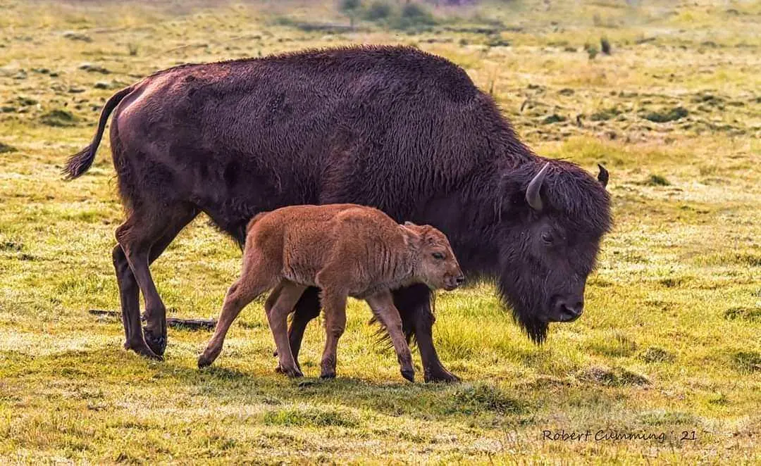 Un bisonte bebé junto a Mama Bison comiendo hierba en un campo