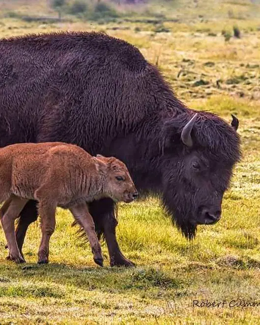 A baby Bison beside Mama Bison munching on grass in a field