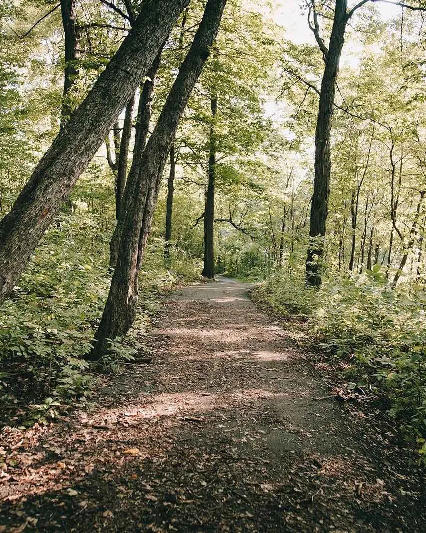 Ein asphaltierter Radweg durch ein Waldgebiet