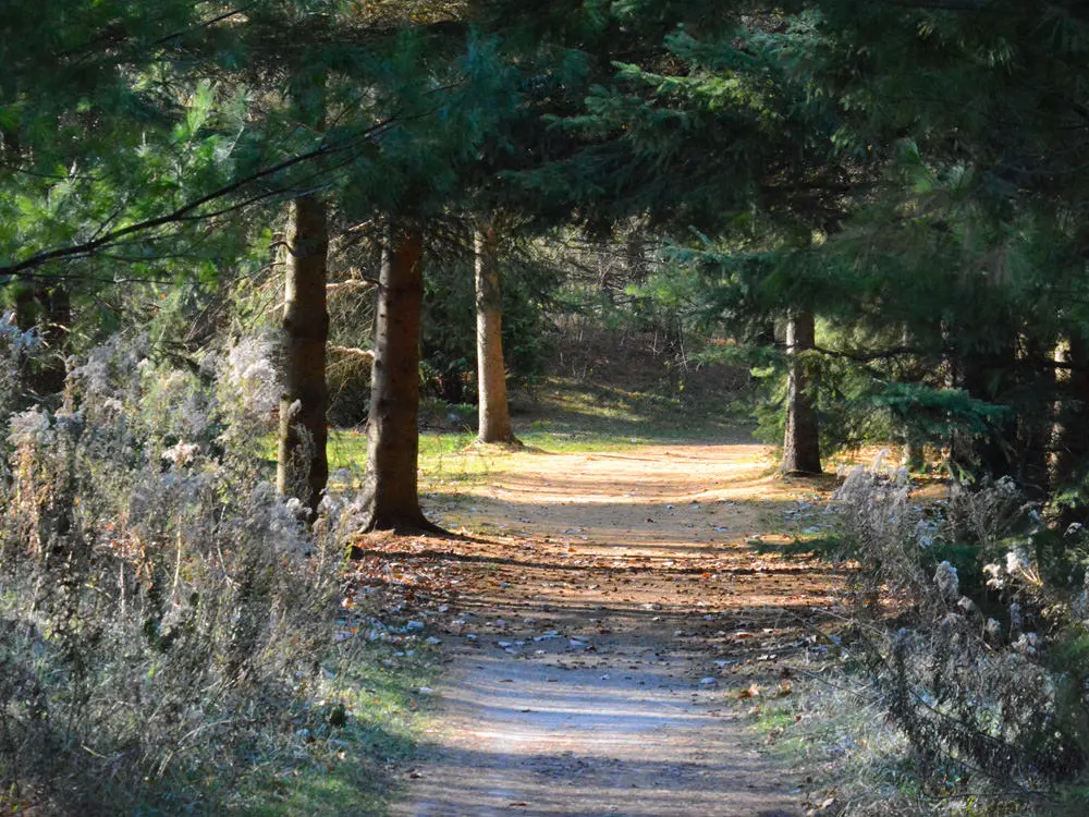 Ein Weg durch den Wald