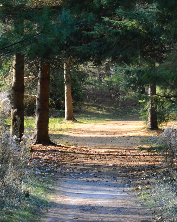 Ein Weg durch den Wald