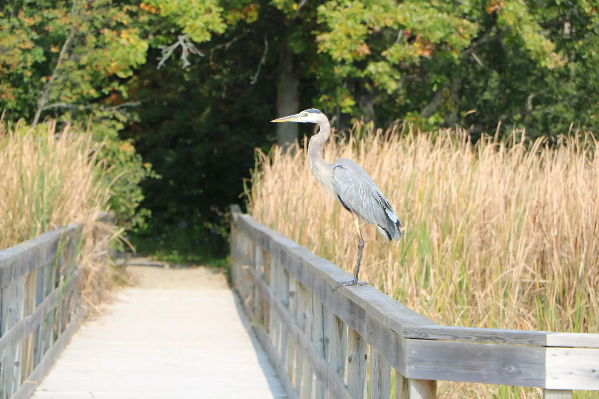 鳥が見守る森へと続く橋
