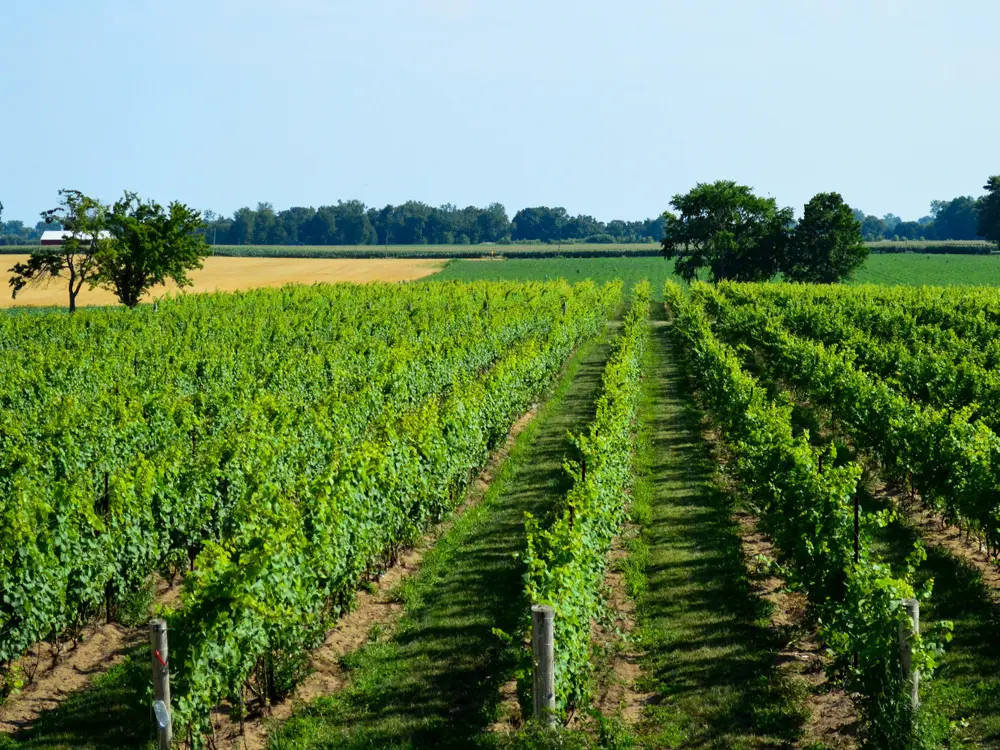 Des rangées et des rangées de vignobles verdoyants