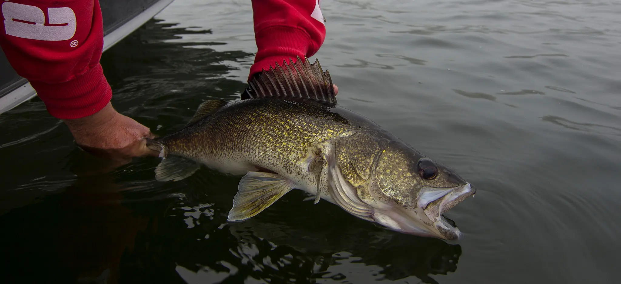 A person holds a fish just above the water