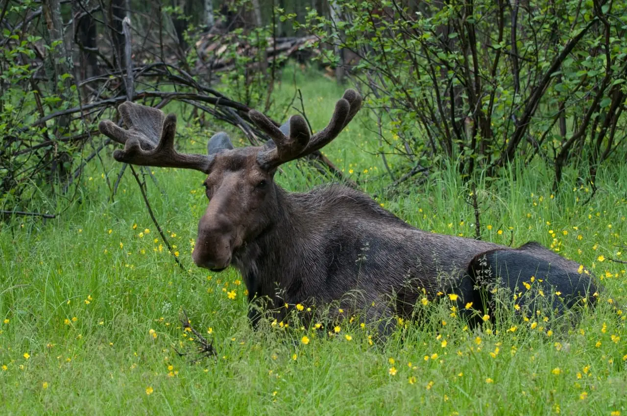 Un orignal marchant dans un champ