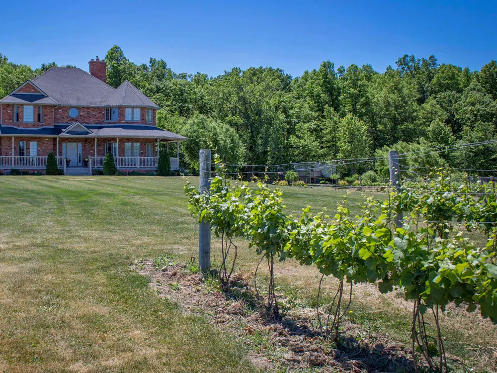 Une rangée de vignes devant un grand bâtiment du domaine