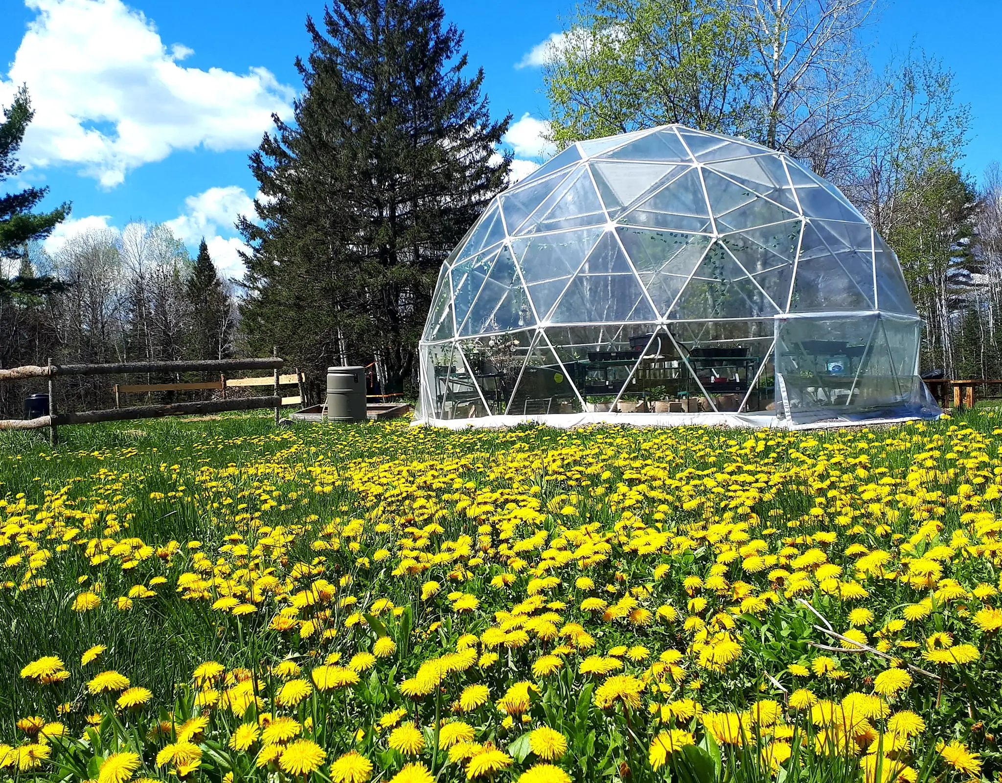 Dientes de león que rodean un globo transparente