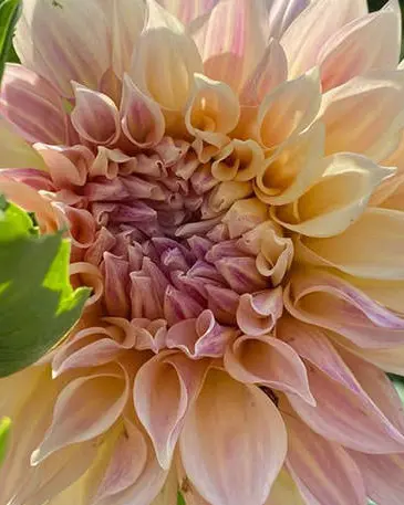 ピンクの花のクローズアップ
