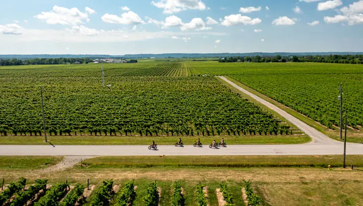サイクリストの一団が電動自転車に乗ってブドウ畑の脇を走っています。