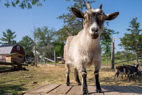 Una cabra parada sobre una estructura de madera en una granja.