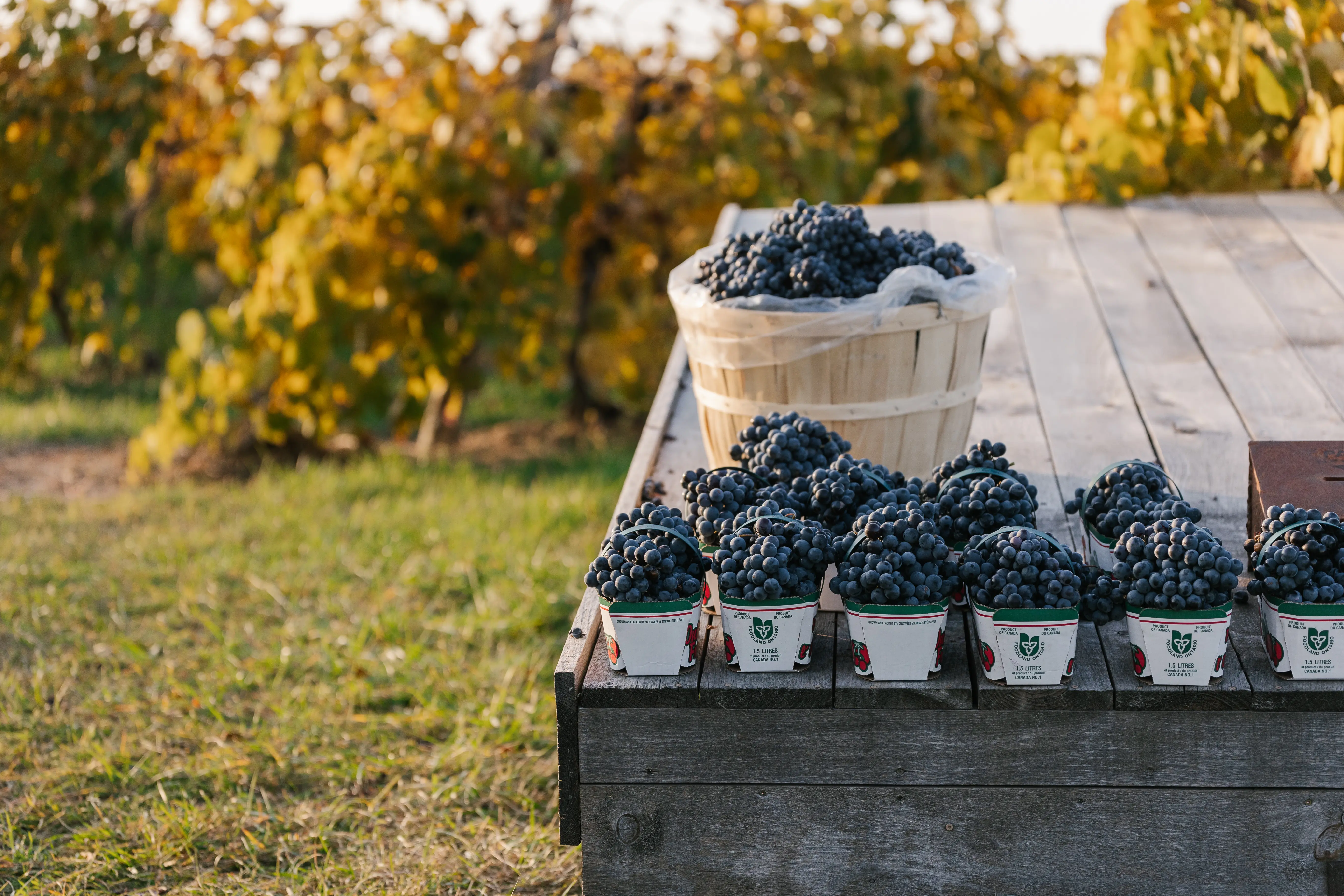A table with several baskets of grapes sitting on a table in a vineyard