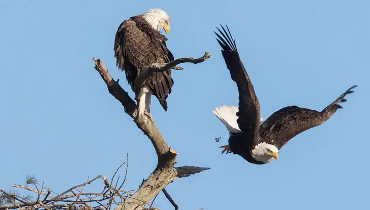 春に巣を作るハクトウワシのつがい。