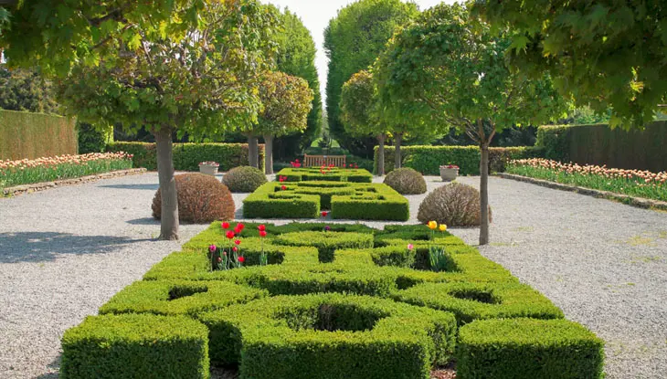 Manicured green shrubs in a garden