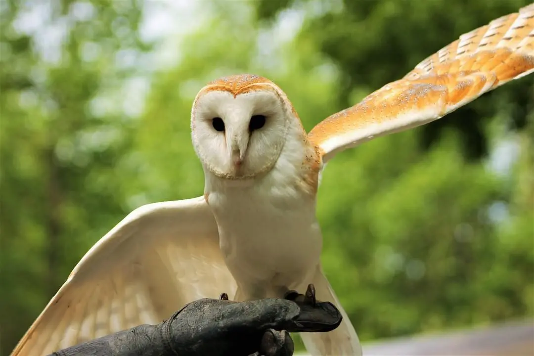 Un hibou majestueux étendant ses ailes lors d'une démonstration d'oiseaux.