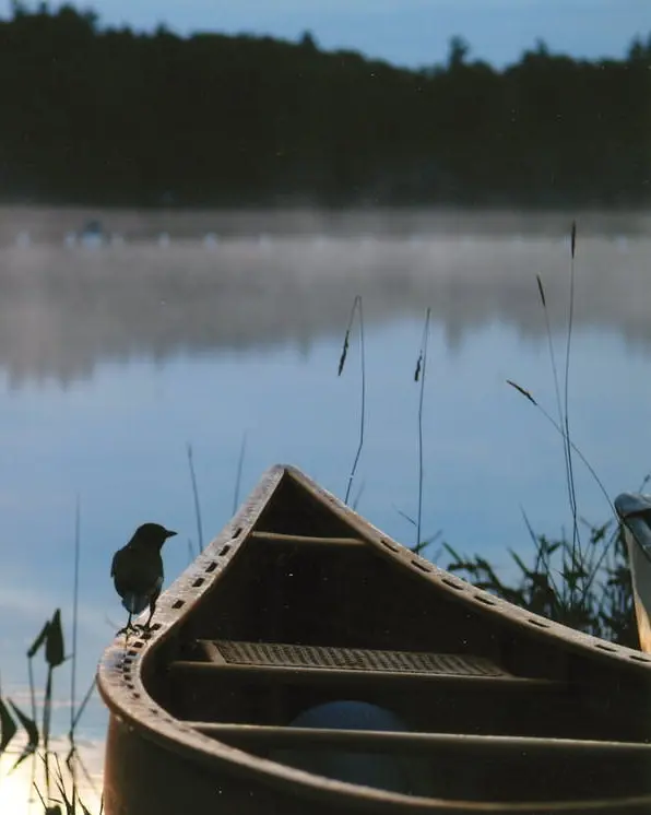  A raven rests on the side of a canoe at the lake's edge.