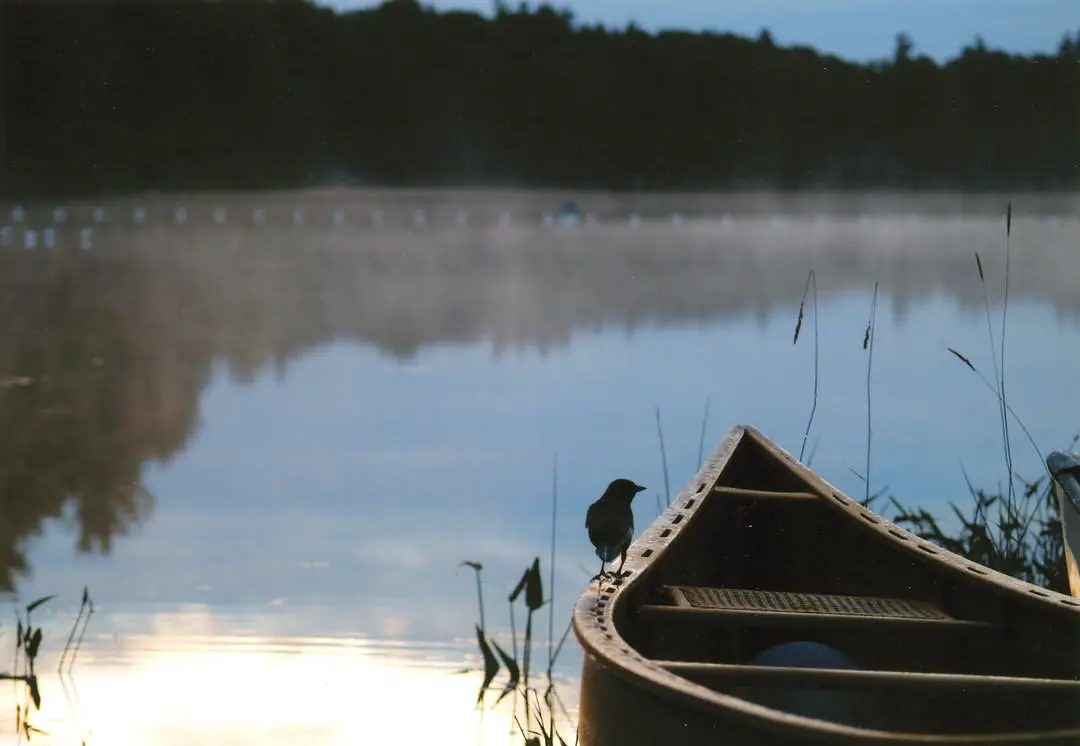 Un corbeau repose sur le flanc d'un canoë au bord du lac