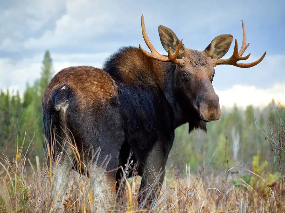 A bull moose in summer in Algonquin Park.