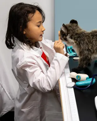 おもちゃのアライグマを観察する少女