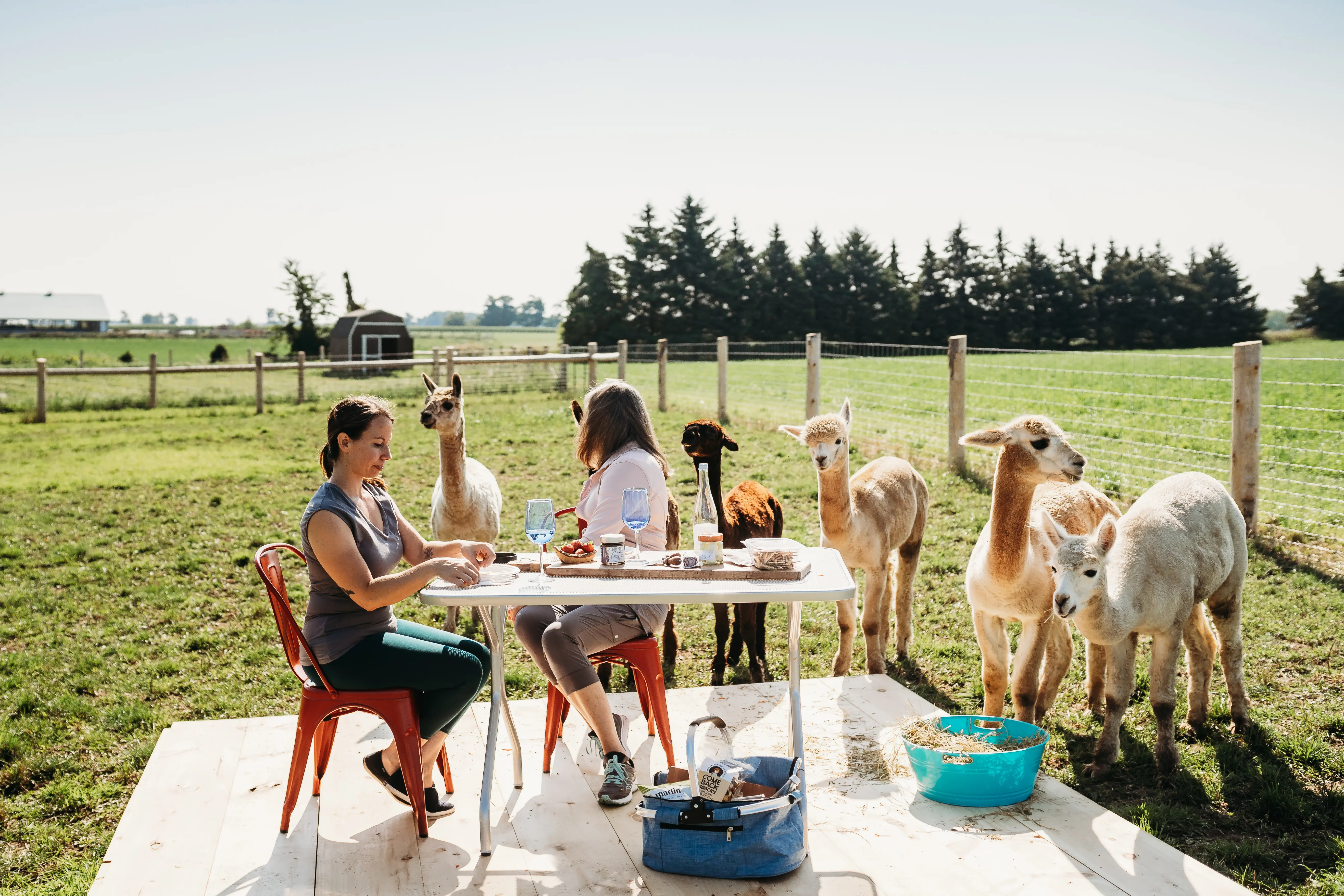 Deux femmes qui font un pique-nique en compagnie d’alpagas sur une ferme.