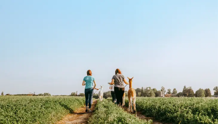 Zwei Menschen führen an einem klaren Tag Alpakas auf einem sonnenbeschienenen Feldweg entlang, der von grünen Feldern umgeben ist.