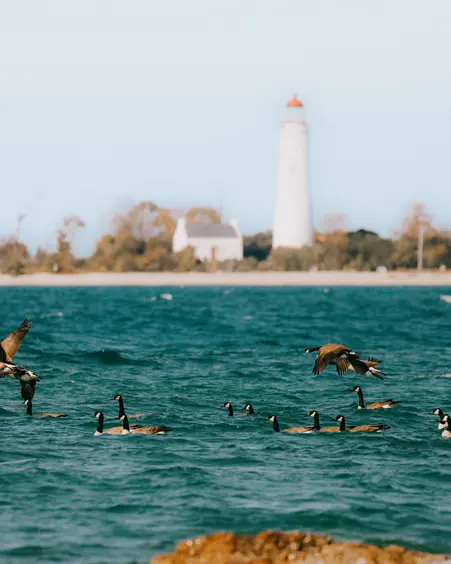Oies canadiennes nageant dans le lac Huron, avec un grand phare blanc et le rivage de Saugeen Shores.