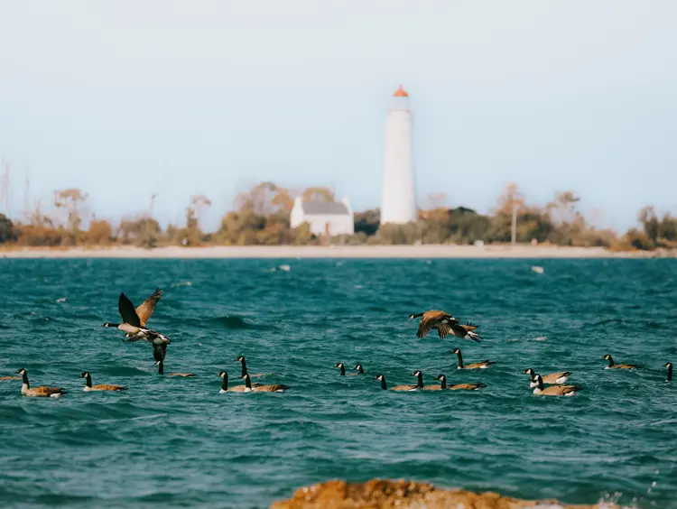 Gansos canadienses nadando en el lago Huron, con un alto faro blanco y la costa en Saugeen Shores.