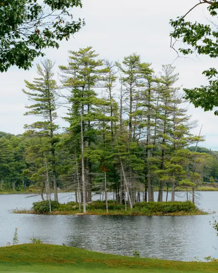 Small tree-covered island reflecting in the calm waters in Roseneath, Ontario, surrounded by dense forest and framed by tall trees.