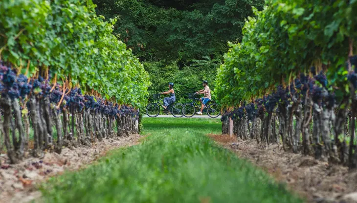 온타리오 와인 산지의 포도밭을 지나 자전거를 타는 남자와 여자.