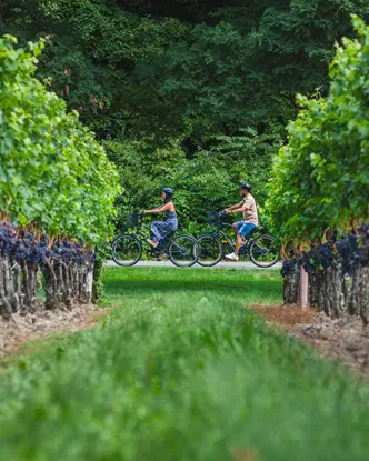 Ein Mann und eine Frau radeln an Weinbergreihen im Weinanbaugebiet Ontario vorbei.