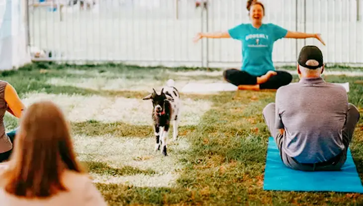 Séance de yoga en plein air à Udderly Ridiculous dans le comté d’Oxford, avec une chèvre se promenant parmi les participants dans une aire clôturée.