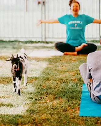 Séance de yoga en plein air à Udderly Ridiculous dans le comté d’Oxford, avec une chèvre se promenant parmi les participants dans une aire clôturée.