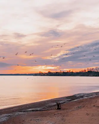 Sonnenaufgang über dem Seacliff Park Beach in Leamington, Ontario, mit weichen Wolken, ruhigem Wasser und Vögeln, die über den pastellfarbenen Himmel fliegen.