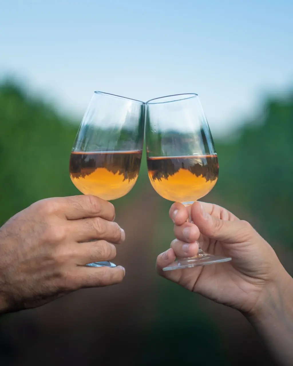 Two hands with raised white wine glasses, set to cheers in the Konzelman Vineyard.